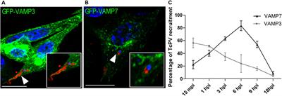 Endocytic Rabs Are Recruited to the Trypanosoma cruzi Parasitophorous Vacuole and Contribute to the Process of Infection in Non-professional Phagocytic Cells